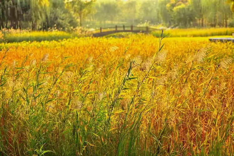 又到京西秋收季