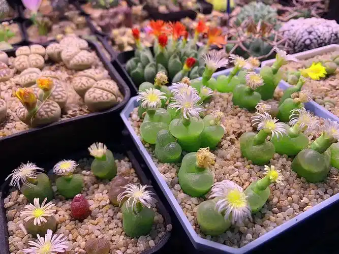 肉锥毛汉尼毛汗尼开花