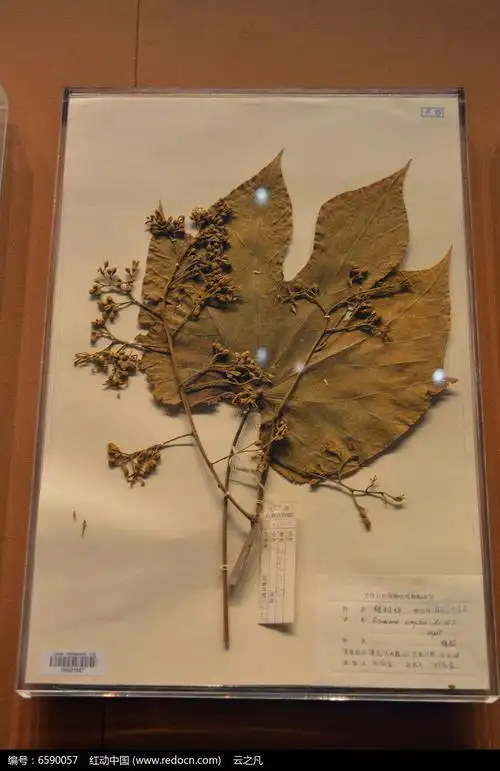 梧桐叶标本