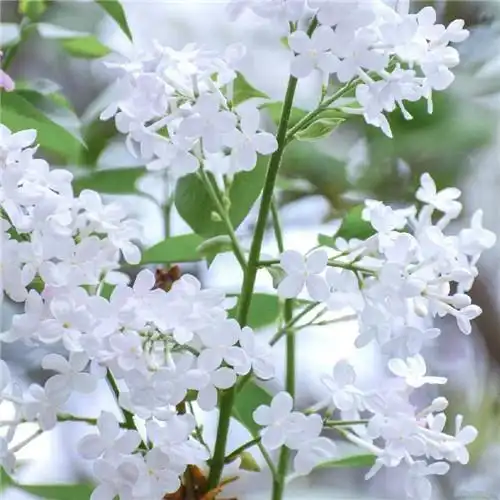 素雅清新花朵头像