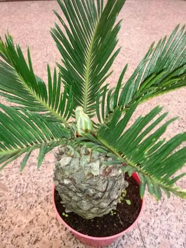 苏铁为珍贵观赏树种.