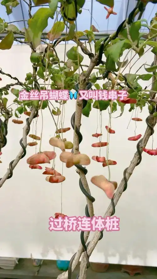 金丝吊蝴蝶,又叫钱串子庭院别墅,摆放非常的漂亮喜欢的关注一下我吧