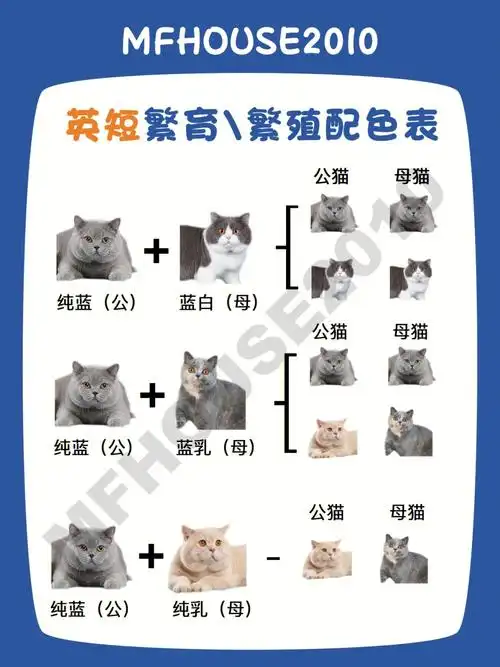 【本文章为魔方屋猫舍mofanghouse原创作品,鉴于之前被很多网友无良