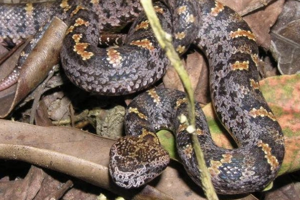 为何被称为百步金钱豹?