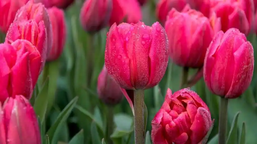 22:12素材模式:会员免费描述:艳丽的郁金香花,植物,花朵,郁金香,花卉