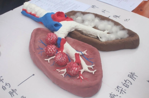 华南师范大学生命科学学院 第八届生物模型制作大赛初赛圆满结束
