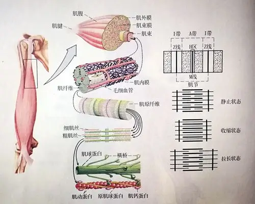 第五篇巧思你身上的肉肉和运动的关系①