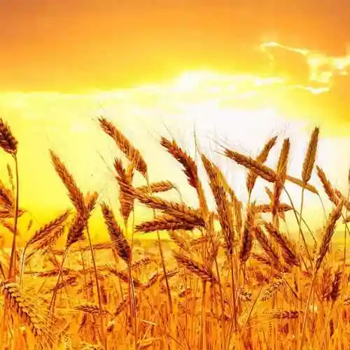 麦穗儿51894466头像