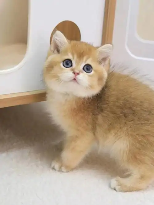 精品金渐层弟弟ny11色大包子