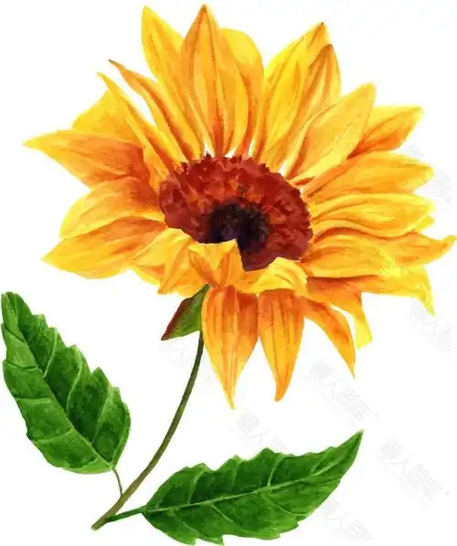 向日葵手绘矢量图