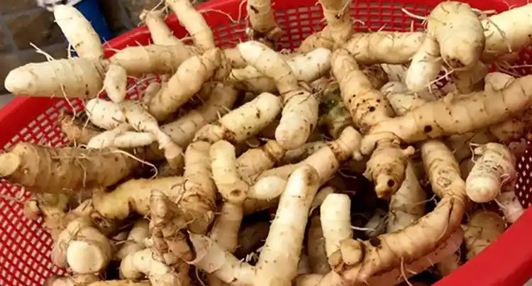 金凯空气能中药材 玉竹烘干机