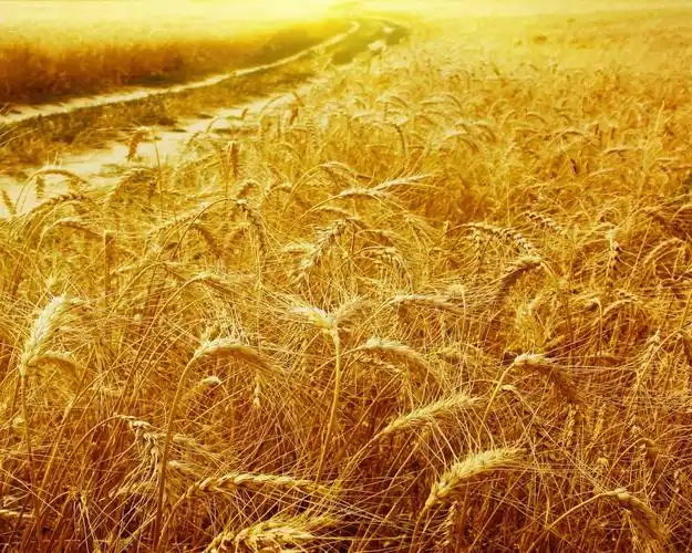 沉甸甸的麦穗壁纸