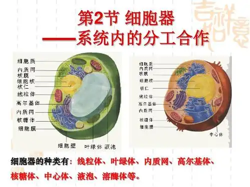 2《细胞器-系统内的分工合作》课件(新人教版必修1)高一