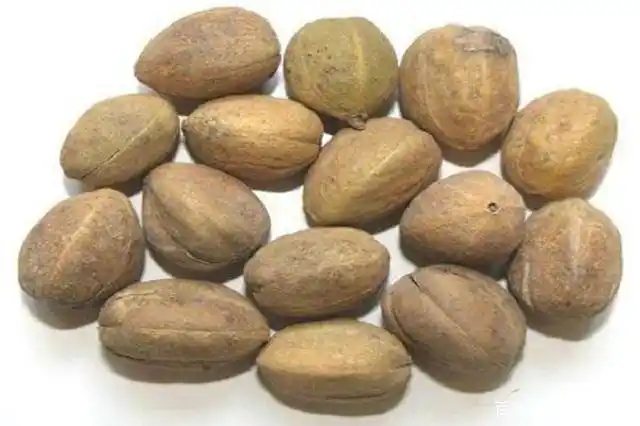 走近中药,认识一下"峻下逐水"的巴豆,有哪些要注意的?