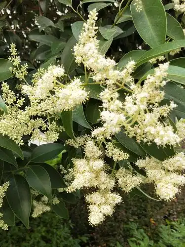 (女贞)爱情之花