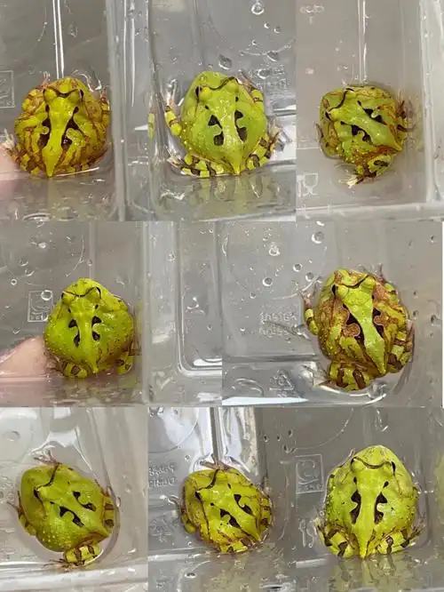 霸300左右拍走还有单基因变异几十块拍走的所有拍品都包邮且可挑选的