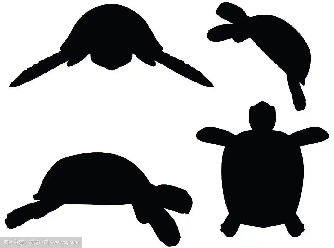 插图乌龟,乌龟的剪影