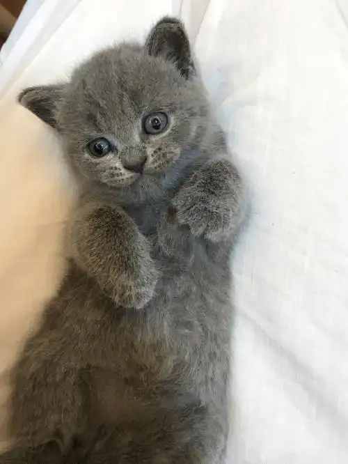 纯种英短蓝猫出售想养猫的看过来