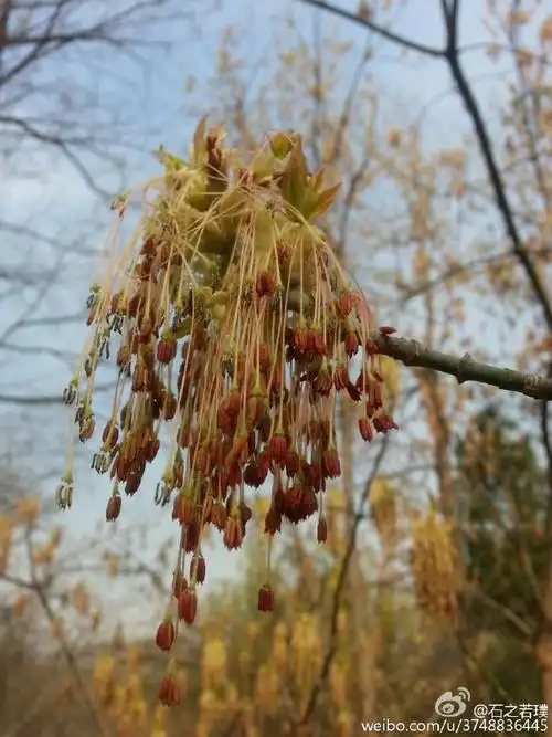 石之若璞花事20163月树上的胡子复叶槭的花