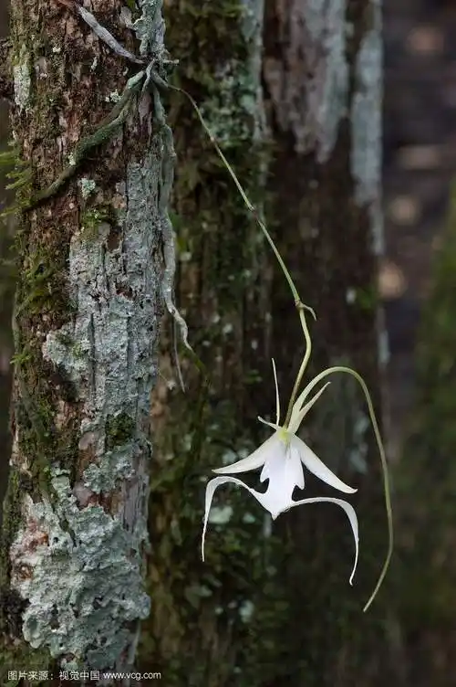 鬼兰,世界上最贵的兰花 - 渡人渡己民间故事