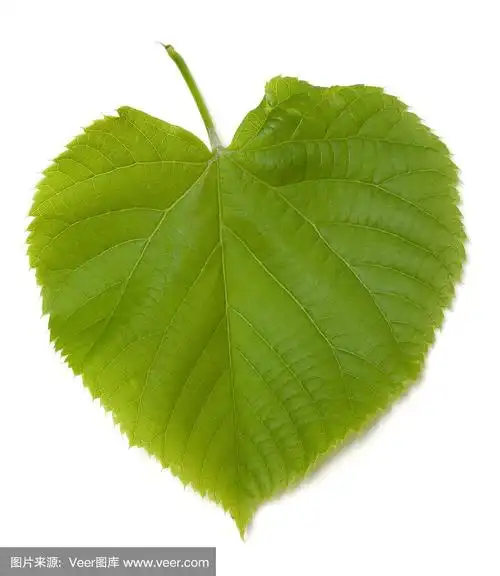 绿色椴树属叶