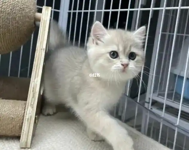 蓝金渐层幼猫 低价