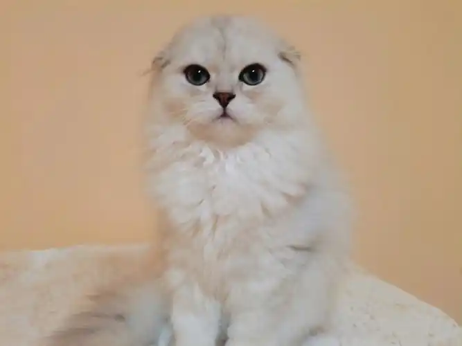 长毛折耳银渐层