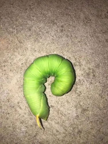 这只绿色虫,本地话怎么叫,一起来扒一扒.