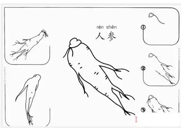 简笔画一棵人参简笔画图片简单好看