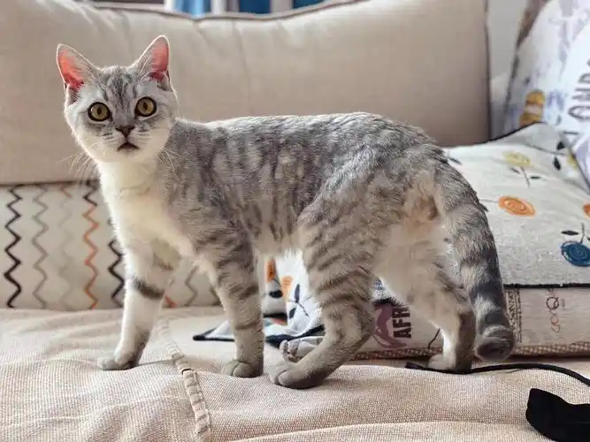 【领养】7个月银渐层虎斑找领养!爱好伏击打狗,坐标烟台/北京