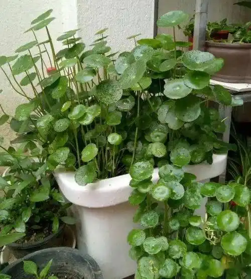 金钱草和铜钱草,长得像,养得像,你选哪个?