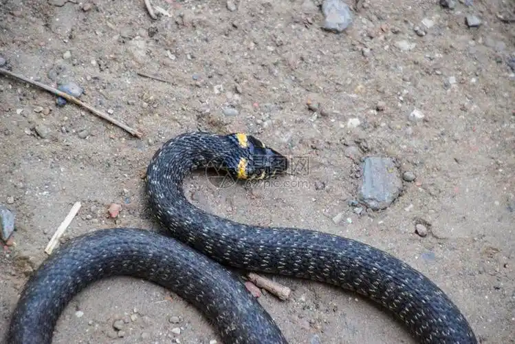 草蛇在地上爬行非毒蛇被草吓倒在地上爬行草蛇非毒被草吓死