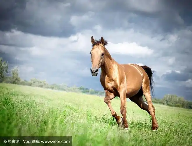 金唐骏马在夏天奔跑奔驰