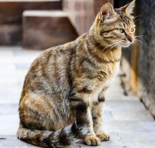 狸花猫千万不能养为什么(很多人不愿意养狸花猫的原因)-第5张图片