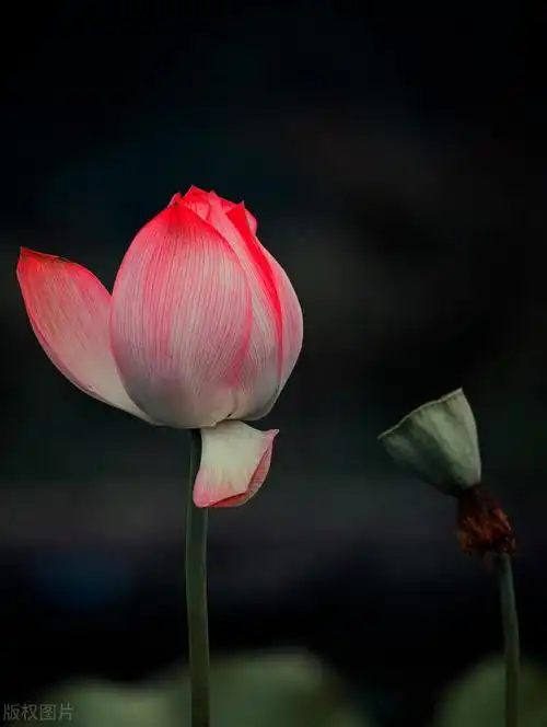 干净让人心静的高清图片,让人看了就静心的高清图片(50张唯美禅意风景