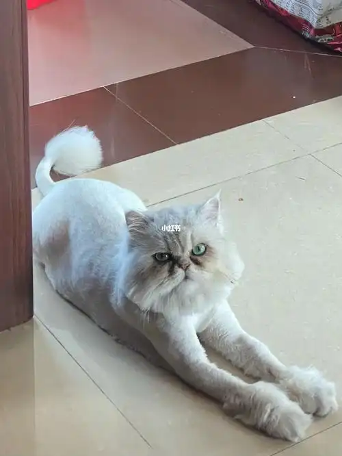 剃了毛后的金吉拉