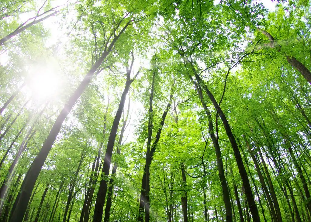 森林 ,在春天的绿色森林的树木