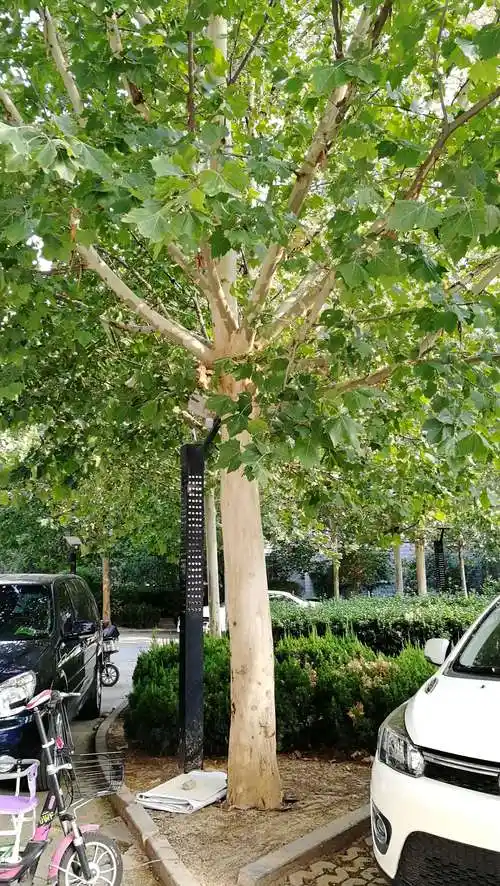 悬铃木是法国梧桐树吗法国梧桐和悬铃木有什么区别-百科大全-皮村电商