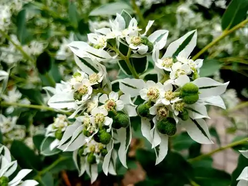 辛夷走进北京植物园(一)