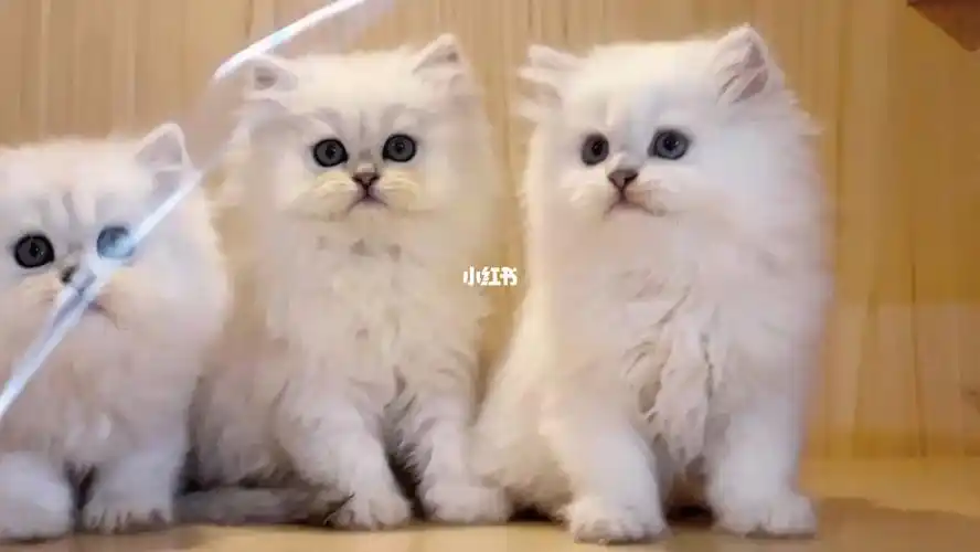 可爱的金吉拉银渐层