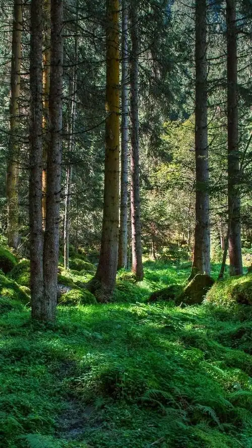 森林,树木,石头,绿草,自然风光