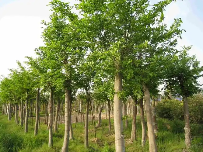朴树基地在哪里