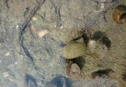 4,浮螺对水质要求较高,近几年养殖环境变差,螺蛳里的浮螺量减少,浮螺