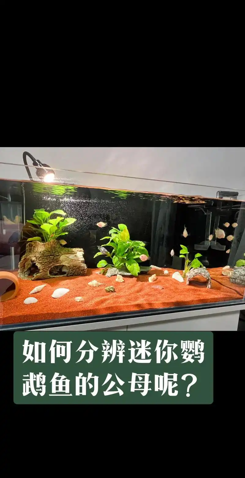 一般辨别迷你鹦鹉鱼公母可以从:1.发情 - 抖音