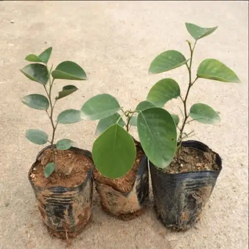 正宗檀香紫檀苗与红酸枝有什么区别,有图最好