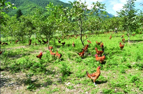陕西卡迈信息科技有限公司手机上的生态农场 人人都可参与互联网养殖
