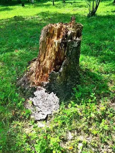 树林里的枯树桩在周围小草衬托下都很美