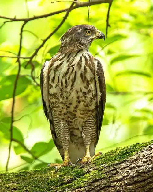 凤头鹰,鸟纲,隼形目,鹰科,鹰属中的一种.