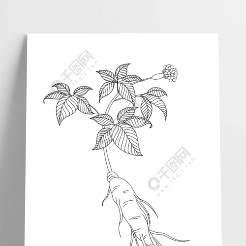 党参中草药草本线条图线稿半年前发布