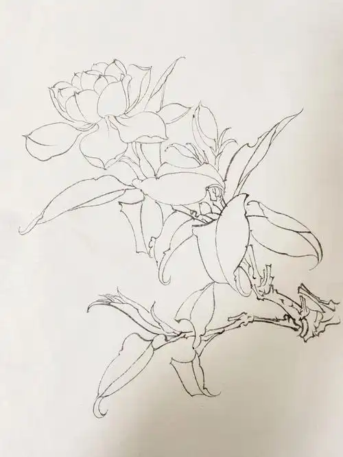 每日一练白描花卉桅子花